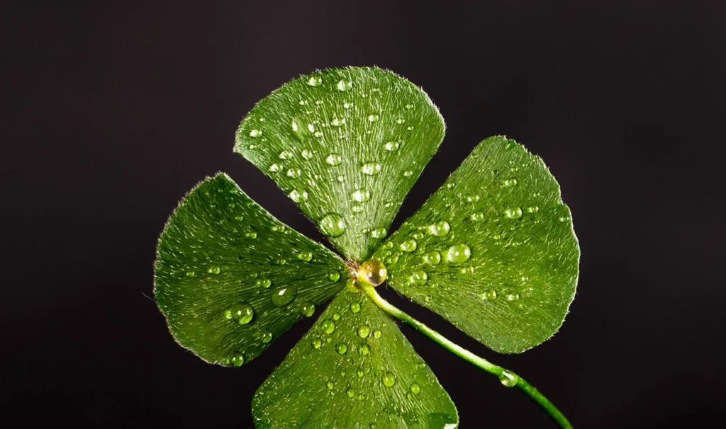 Een klavervier met waterdruppels erop, glanzend in het licht